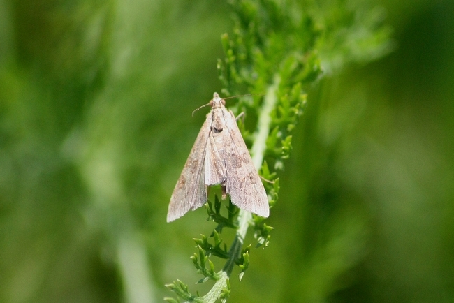 Crambide ??? - Nomophila noctuella